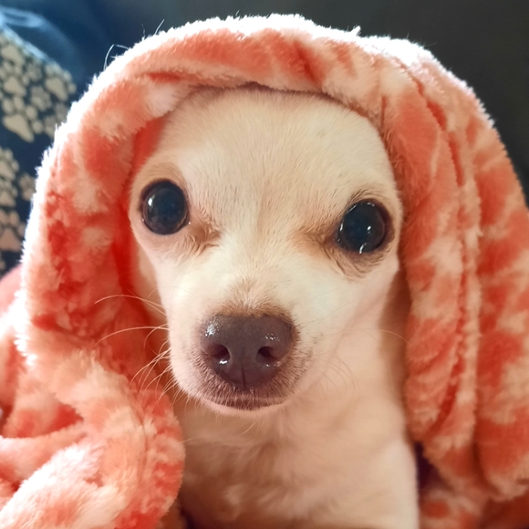 Meet your Posher, Judy - Picture 5 of 12